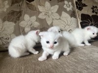 Safkan British Shorthair Yavrusu Yeni Yuvasını Arıyor