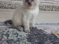 2 Aylık British Blue Point Ve Chocolate Point Yavrular
