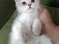 Golden british shorthair ay25