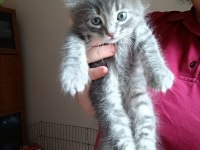 1 aylık maine coon