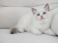 Full şecereli ragdoll yavruları