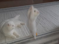 60 günlük erkek scottish fold kırık kulak