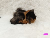 Guineapig Bebekler