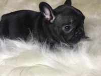A+ Kalite FRENCH BULLDOG yavrularımız