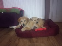 Labrador dora ömürlük yuvasını arıyor