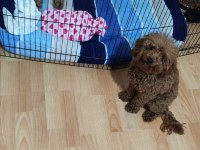 4 buçuk aylık dişi orjinal toy boyut poodle
