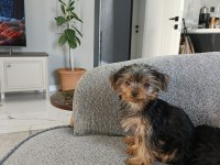 Dişi Yorkshire Terrier Yavruları