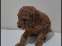 Orjinal poodle yavrular