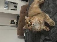 Şecereli Golden Scottish straight Kedim