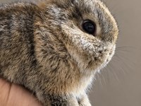 Üst kalite safkan netherland dwarf tavşanlar