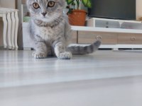 Kehribar gözlü scottish fold kediciklerim