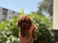 Orjinal kore toy Poodle bebekler son 2 erkek kaldı