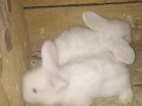 Yavru Hollanda lop tavşanı