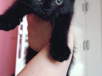 British Shorthair Silver Chocolate