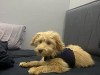 6 aylık maltipoo