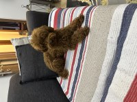 Yetişkin Redbrown Toy Poodle Dişi