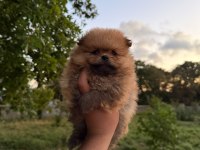 Pomeranian Boo Köpeklerimiz