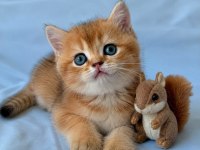 En güzel  ny12 golden british shorthair yavrular