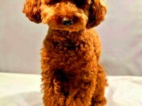 Efsane Toy poodle yavrularımız