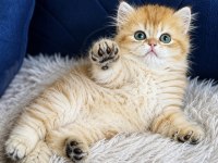 British Longhair Golden Erkek