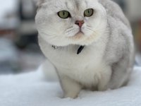 Asil British Shorthair