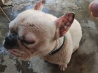 Dişili erkekli french Bulldog 1.5 yaşlarında