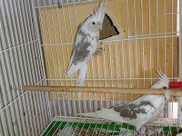 White face Jumbo boy hazır takım sultan papağanı
