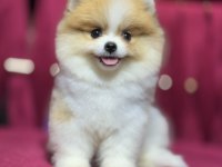 Mini boy pomeranian