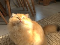 Erkek Aslan British Longhair