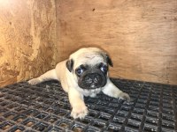 Üst segment pug mops yavrular