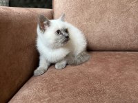 Blue Point Erkek British Shorthair