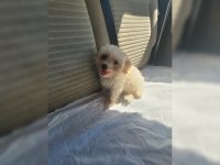 Maltipoo Minişimm
