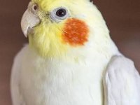 4 Aylık Sultan Papağanı