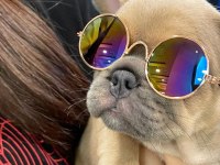 FRENCH BULLDOG YAVRULARI