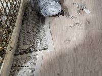 3 Yaş Civarı Full Evcil Jako Kelimesi Cümlesi Mevcuttur