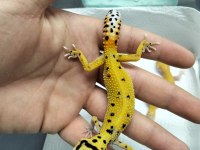 Yavru leopar gecko