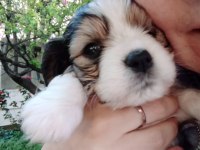 Jack Russell kopeklerim