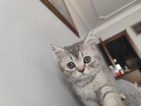 Son Yavru British Shorthair