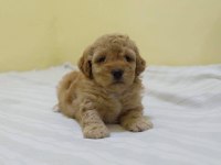 IRK GARANTİLİ MALTİPOO YAVRULARI