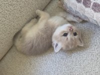 Golden british shorthair yavru