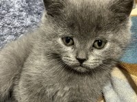 50 günlük british shorthair gri yavrularımız