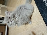 Oyuncu british longhair kızım yeni yuvasını arıyor