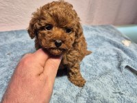 Poodle yavrularımız teslime hazır