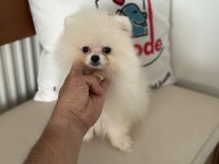 Show kalite pomeranian boo yavrularımız