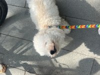 Poodle 1 Yaşında Dişi