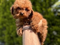 50 GÜNLÜK KORE RED BROWN POODLE ERKEK