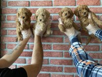 Wc Egitimli Maltipoo Yavrularımız Dişi Erkek