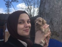 Maltipoo bebekler