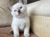 British Shorthair ve Blue Point