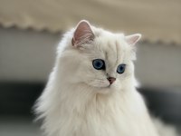 British Longhair Golden Sahiplendirilecek